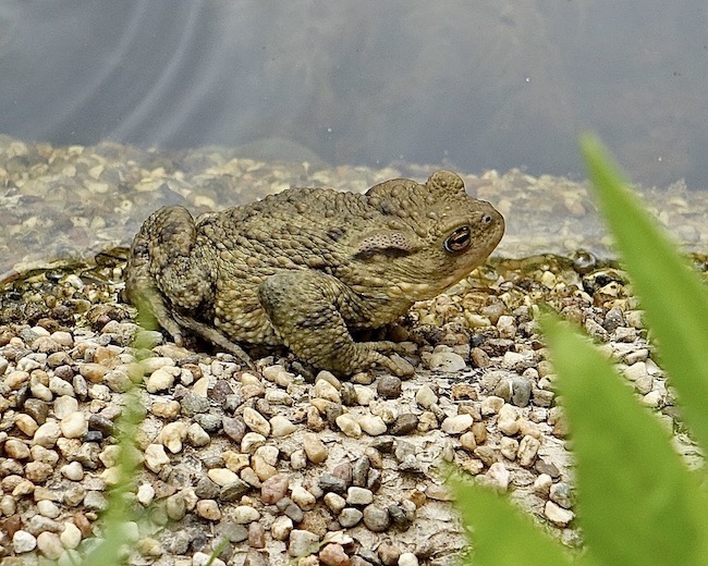 toad